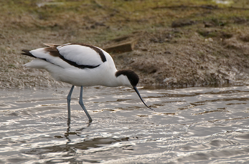 Avocet - Avocet