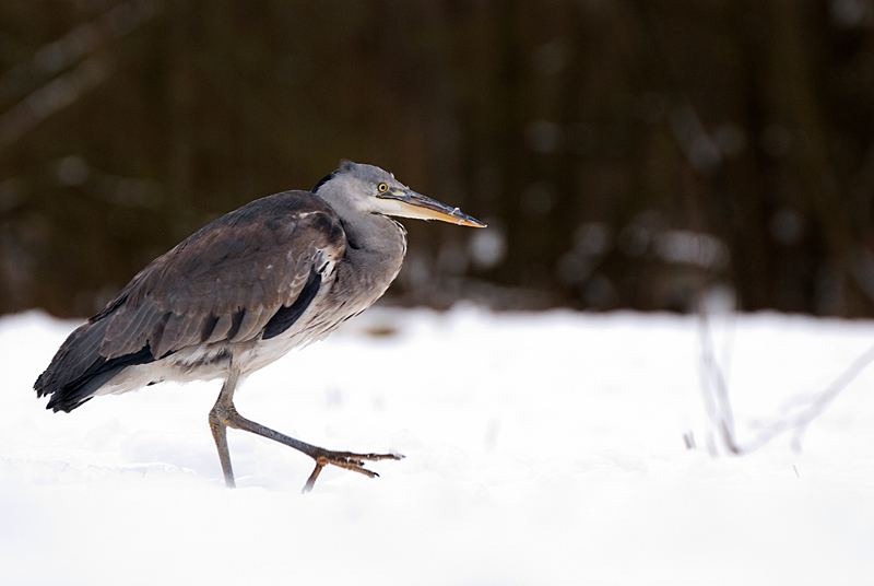 Grey Heron - Grey Heron