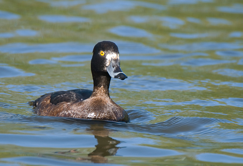 Tufted Duck - Duck, Tufted