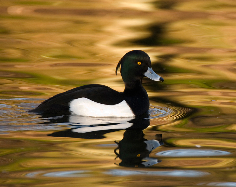 Tufted Duck - Duck, Tufted