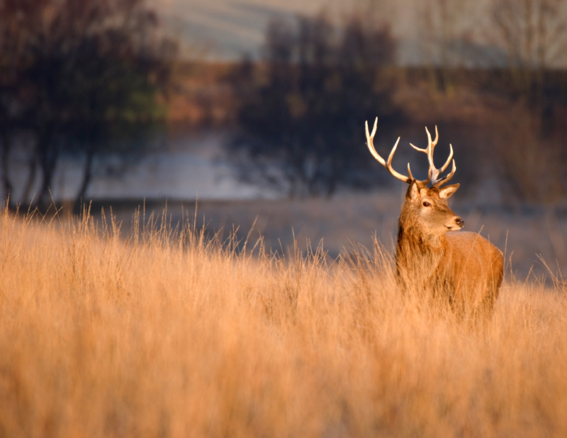 Red Deer Stag - Red Deer