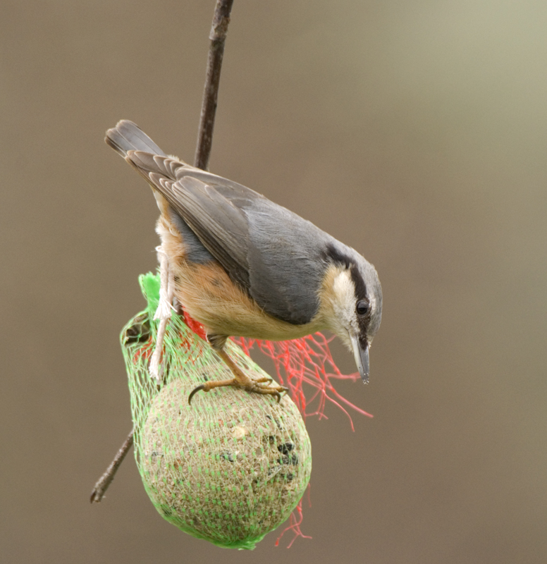 Nuthatch - Nuthatch
