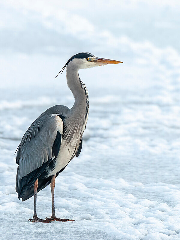  - Winter Grey Herons