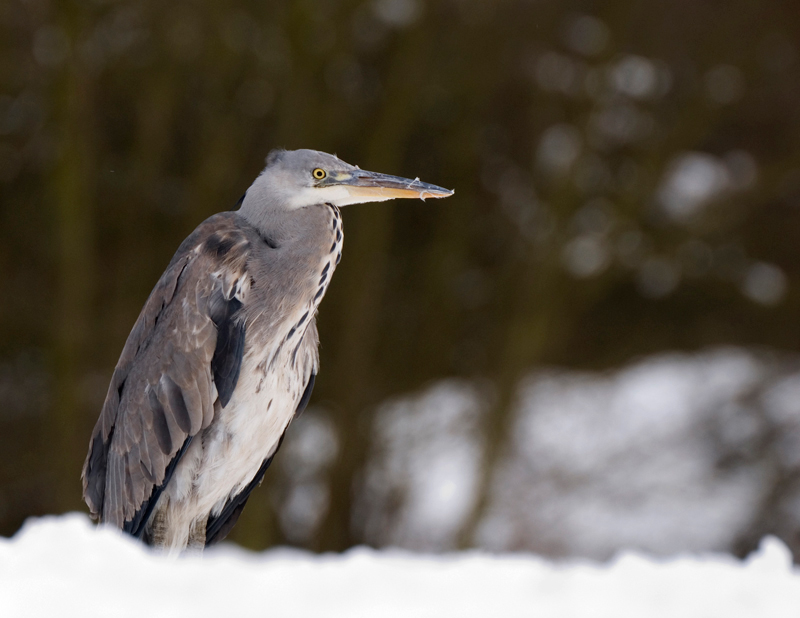 Grey Heron - Grey Heron