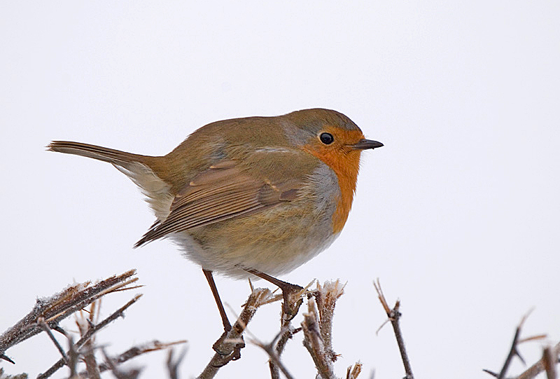 Robin - Robin