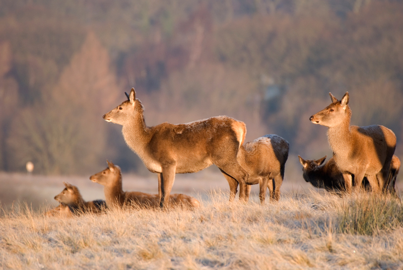 Red Deer Hinds - Red Deer