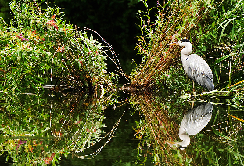 Grey Heron - Freshwater