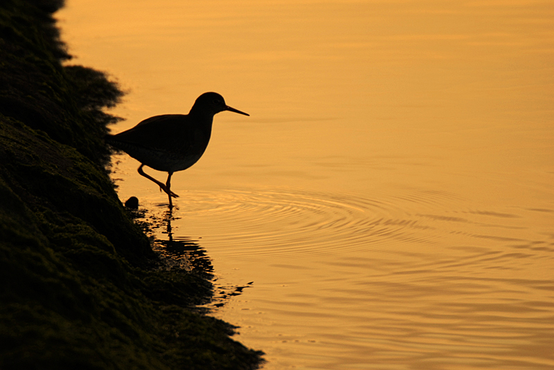 Redshank - Coastal & Wetland