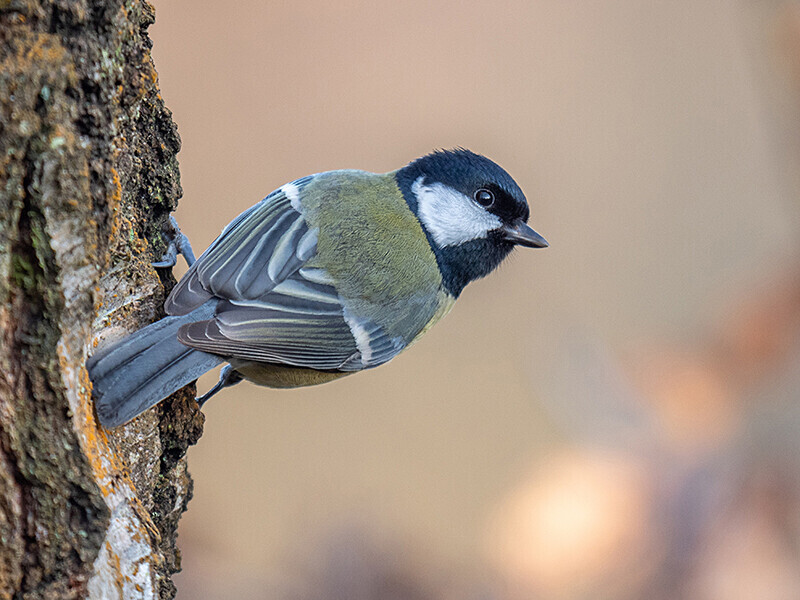 Great Tit - Woodland