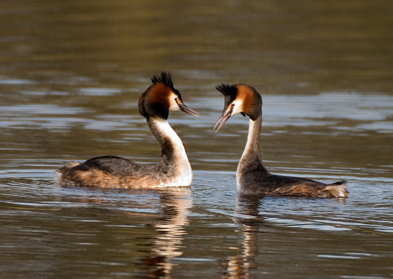 Great Crested Grebe - Grebe, Great Crested