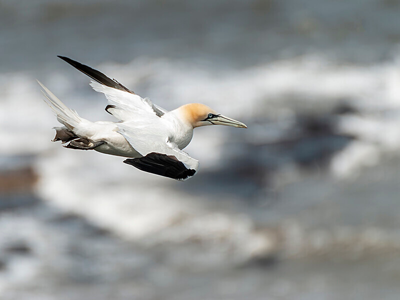  - Northern Gannet