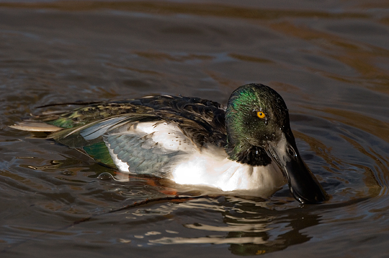 Shoveler - Shoveler