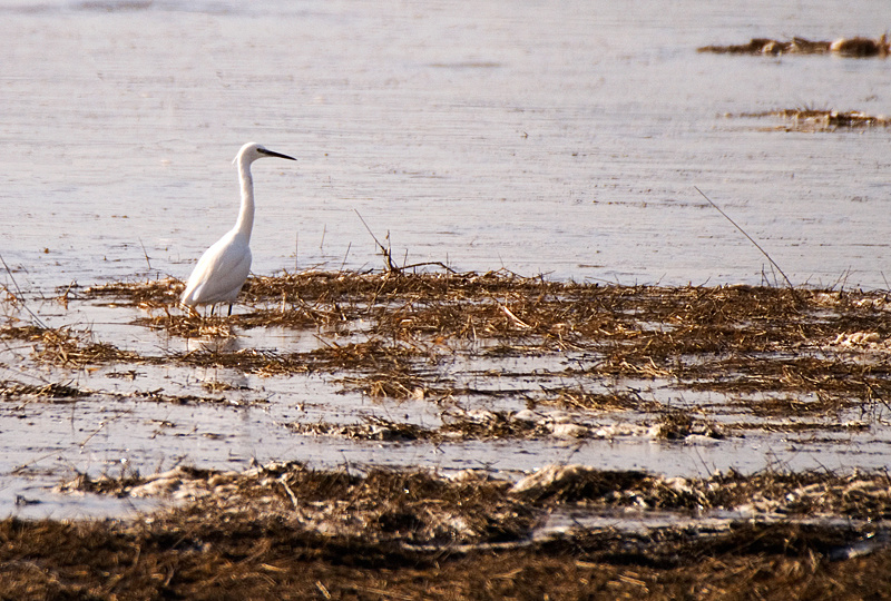 Little Egret - Coastal & Wetland