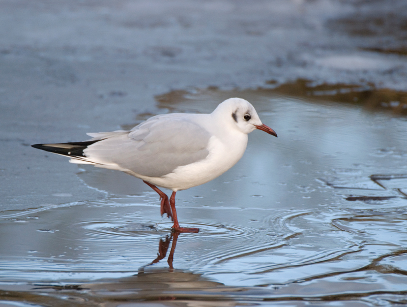 Black Headed Gull - Gull, Black-Headed