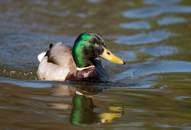 Mallard - Mallard