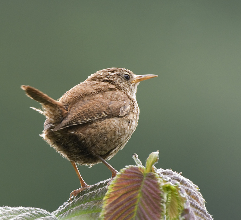 Wren - Wren