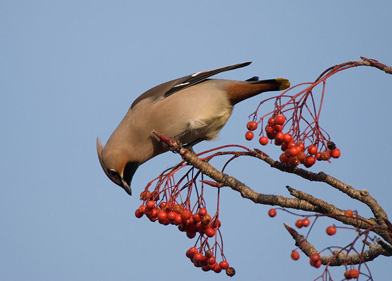 Waxwing - Waxwing