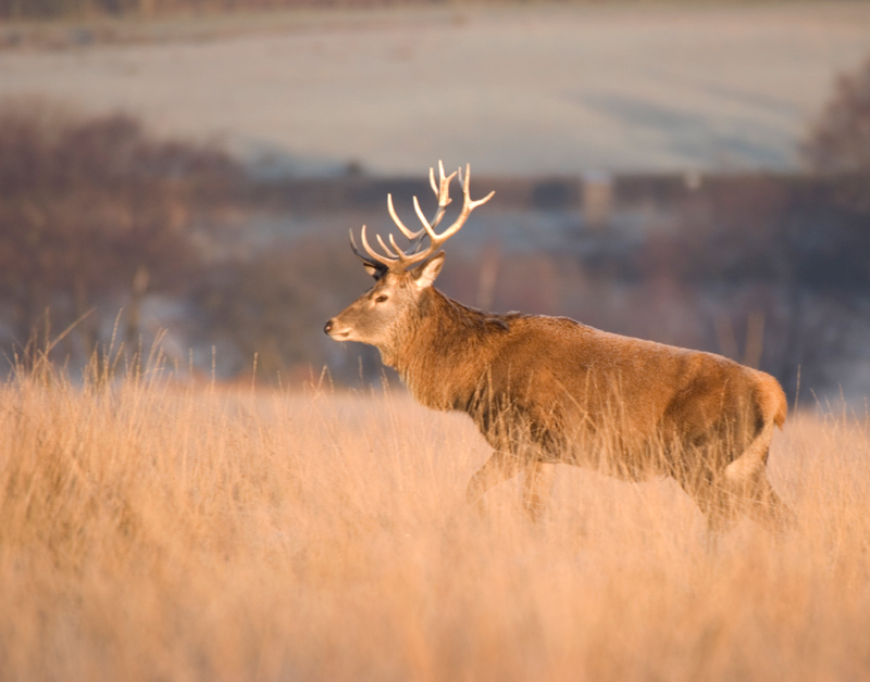 Red Deer Stag - Red Deer