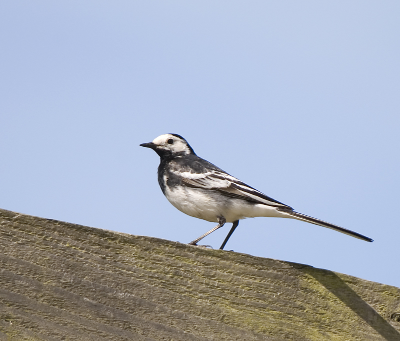 Pied Wagtail - Wagtail, Pied