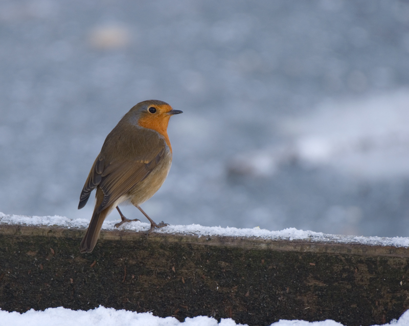 Robin - Robin