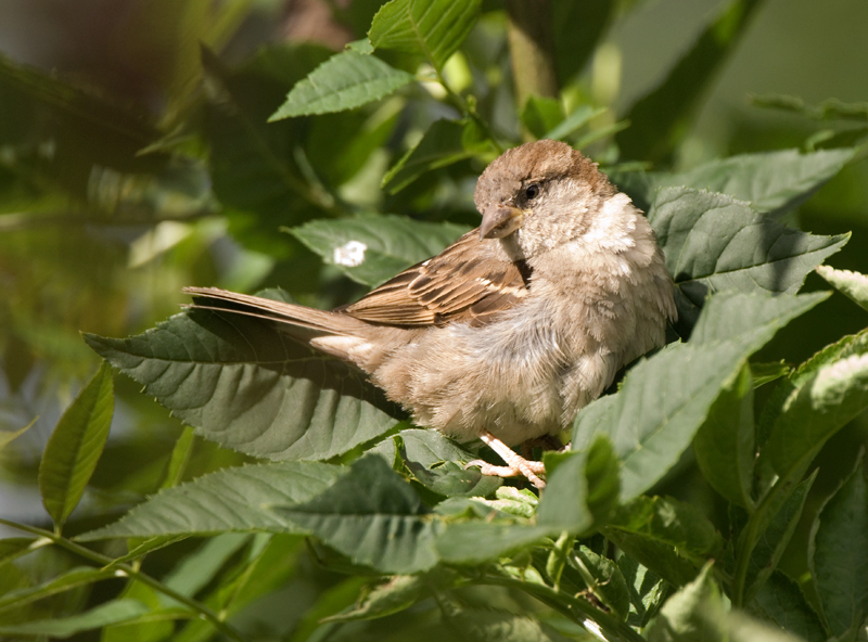 House Sparrow - House Sparrow