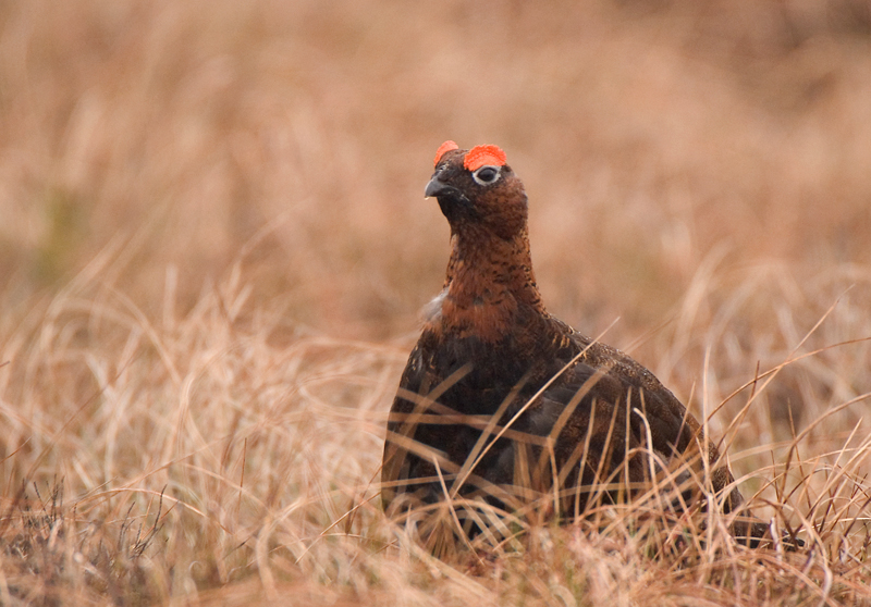 Red Grouse - Red Grouse