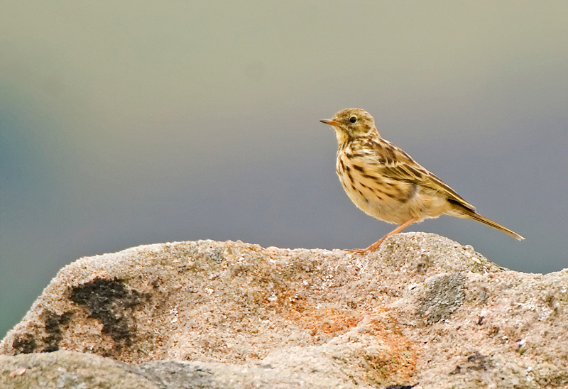 Meadow Pipit - Upland & Mountain