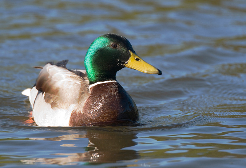 Mallard - Mallard
