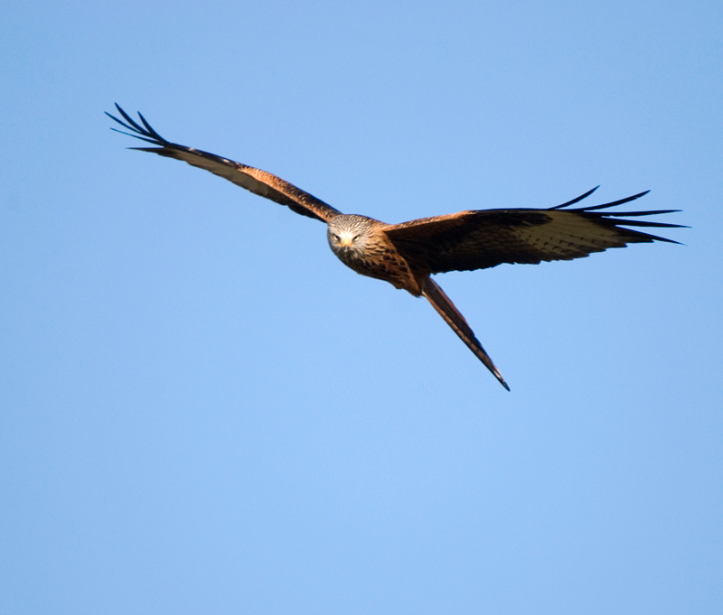 Red Kite - Red Kite