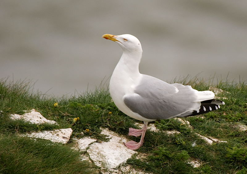 Herring Gull - Gull, Herring