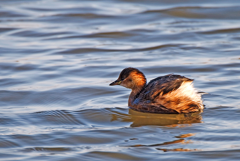 Little Grebe - Freshwater