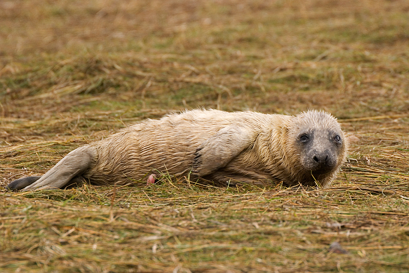Newborn Grey Seal Pup - Grey Seals
