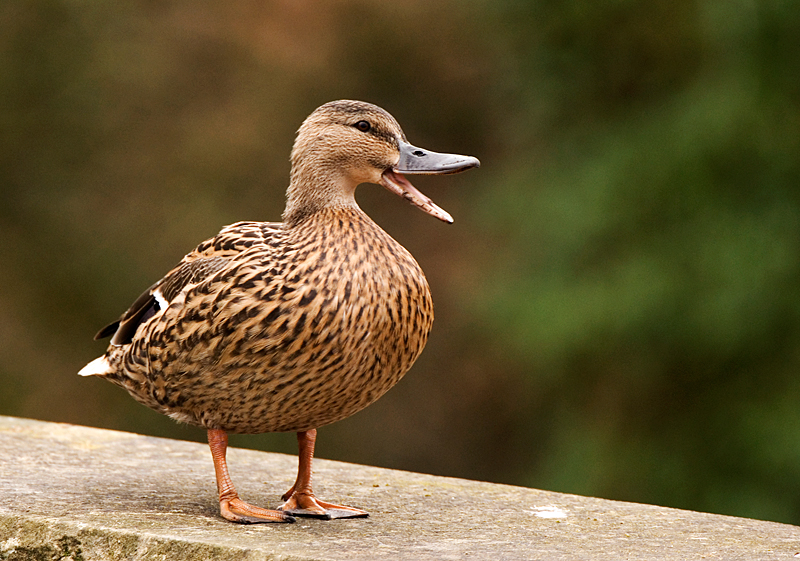 Mallard - Mallard