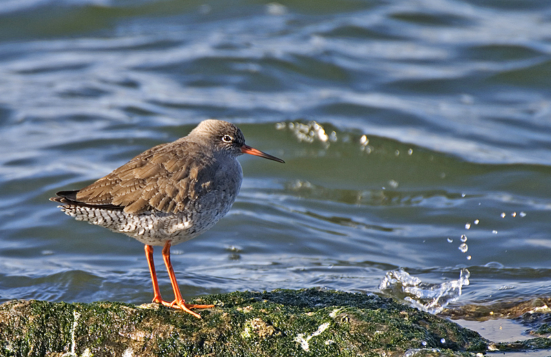 Redshank - Coastal & Wetland