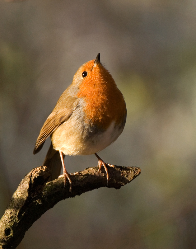 Robin - Robin