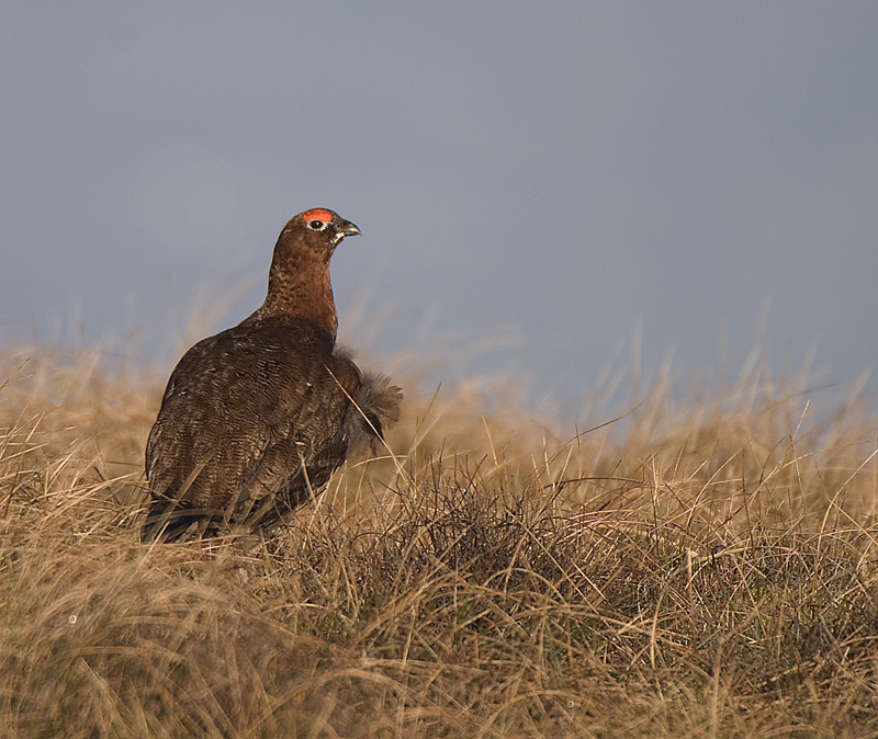 Red Grouse - Red Grouse