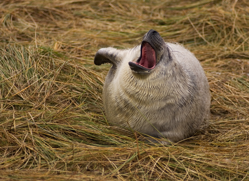 Grey Seal Pup - Grey Seals
