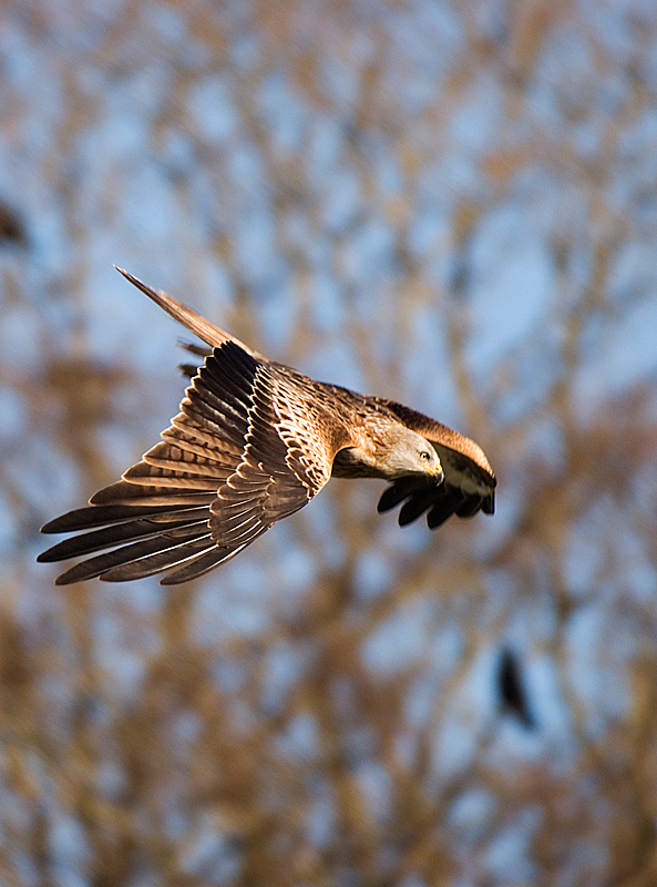 Red Kite - Red Kite