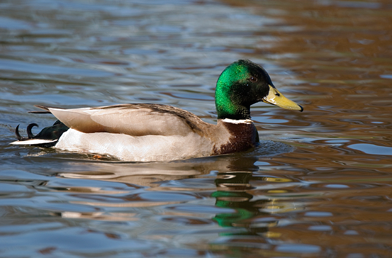 Mallard - Mallard