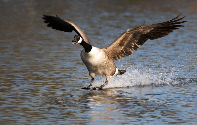Canada Goose - Goose, Canada