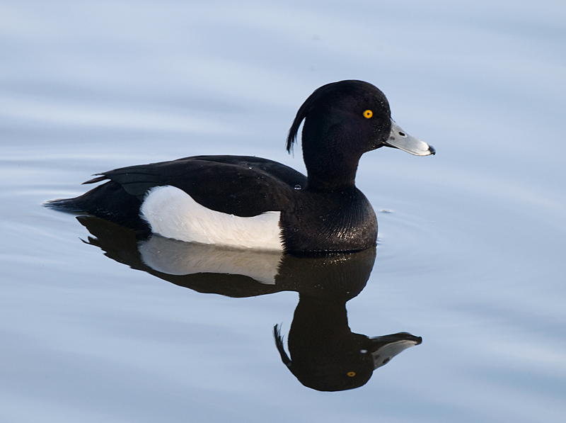 Tufted Duck - Duck, Tufted