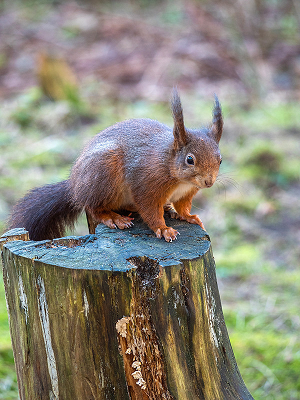 Red Squirrel - Woodland