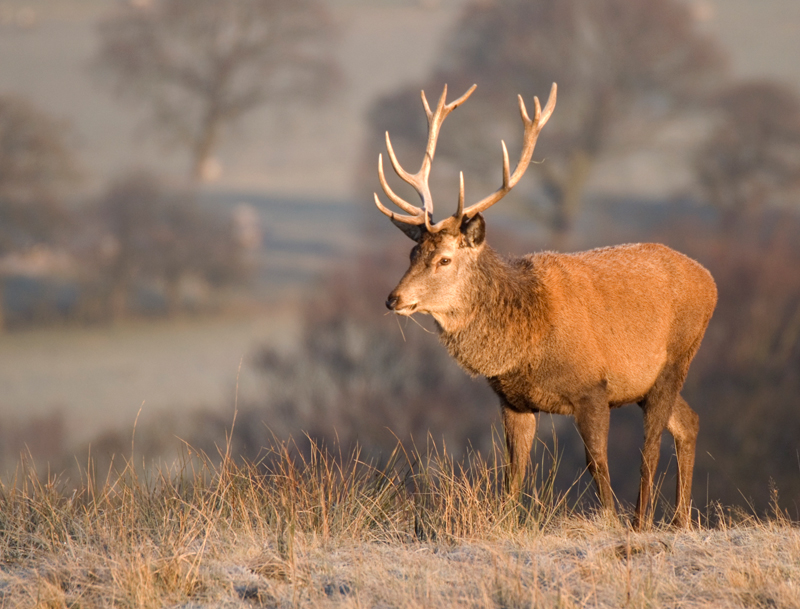 Red Deer Stag - Red Deer
