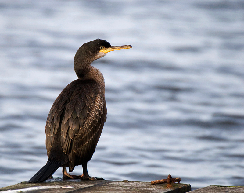 Shag - Shag