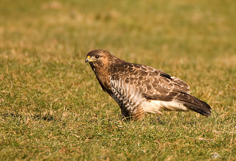 Common Buzzard - Upland & Mountain