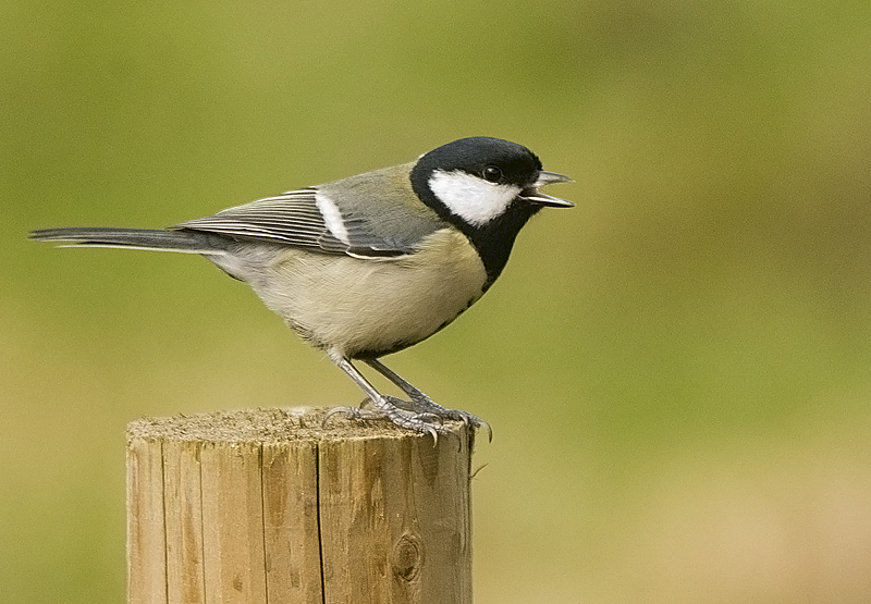 Great Tit - Woodland