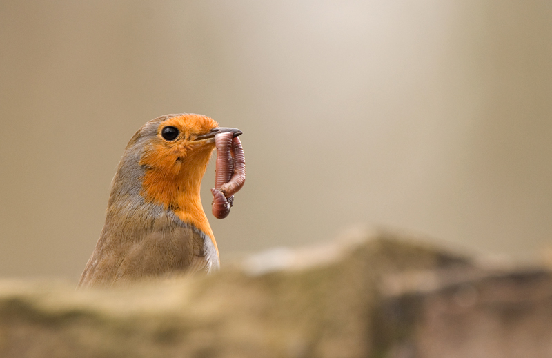 Robin - Robin