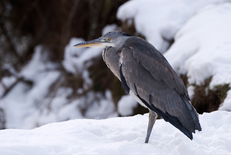 Grey Heron - Grey Heron