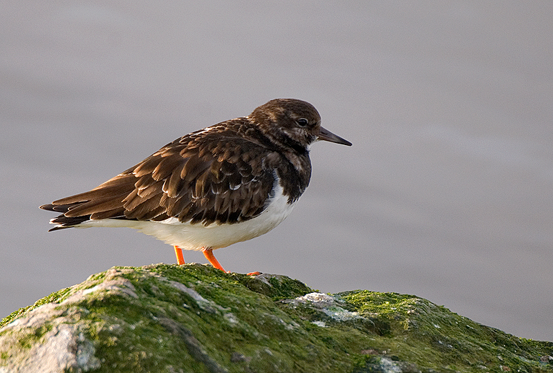 Turnstone - Turnstone