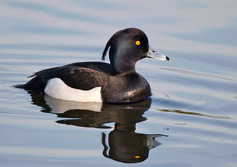 Tufted Duck - Freshwater
